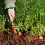 How You Can Become Carrot Farmer