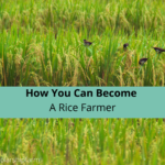 How You Can Become A Rice Farmer