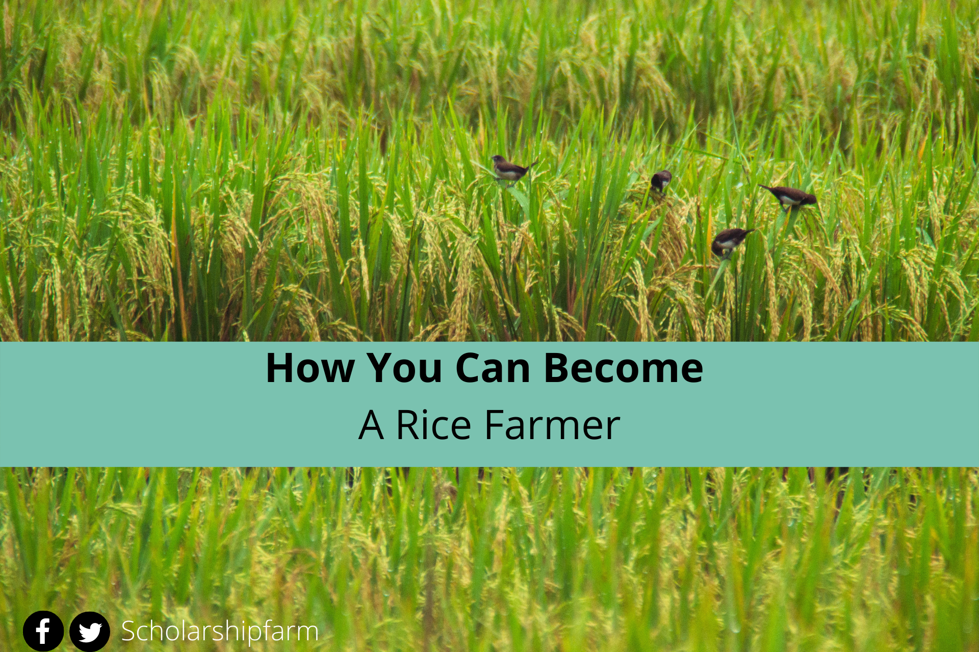 How You Can Become A Rice Farmer