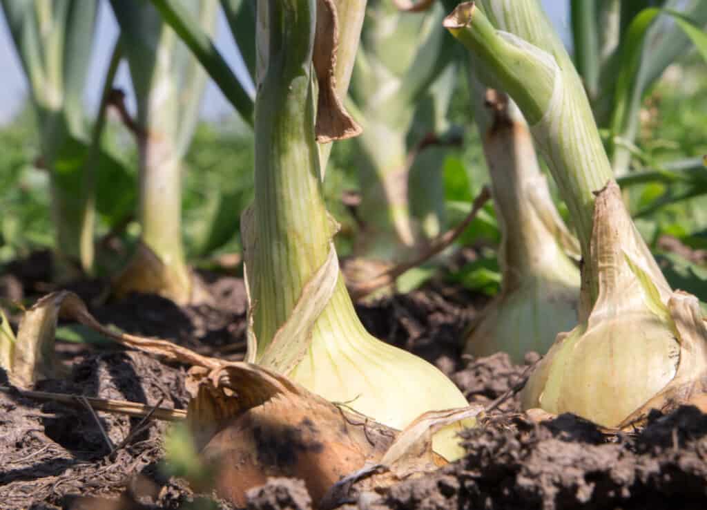 How You Can Become an Onions Farmer