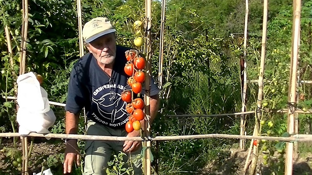 How I Grow My Tomatoes In The Rainy Season