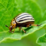 Steps towards protecting your farm from pests
