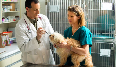 How to Become a Veterinary Technologist